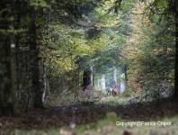 images/CERF-ET-CHEVREUIL/biche-3-octobre 2015 copie.jpg